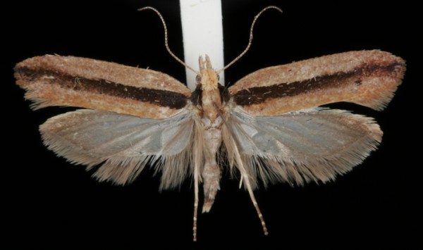 Ypsolopha ustella