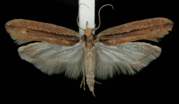 Ypsolopha ustella Ypsolopha ustella