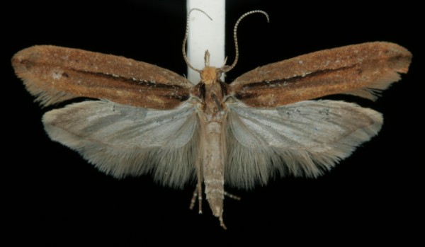 Ypsolopha ustella