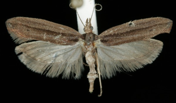 Ypsolopha ustella