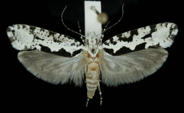 Ypsolopha sequella Ypsolopha sequella
