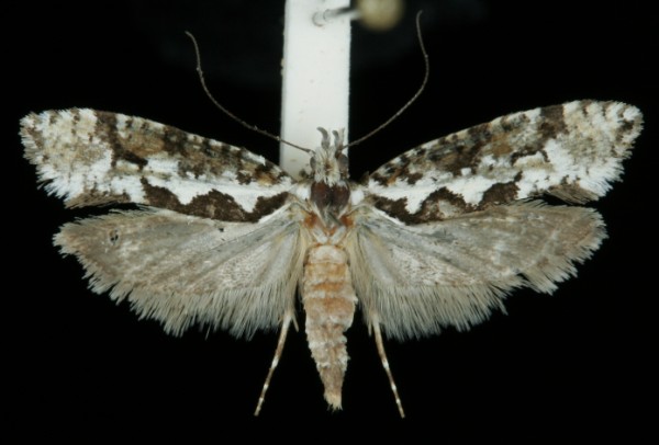 Ypsolopha sequella Ypsolopha sequella