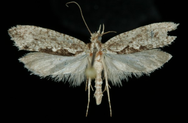 Ypsolopha vittella Ypsolopha vittella