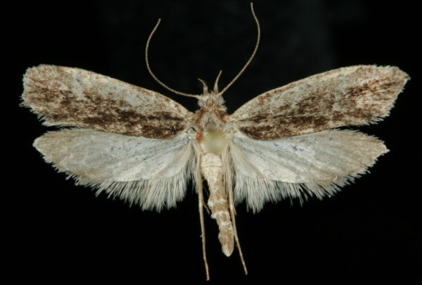 Ypsolopha vittella Ypsolopha vittella