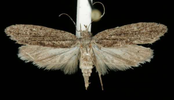 Ypsolopha vittella Ypsolopha vittella
