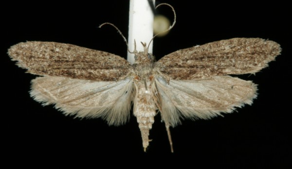 Ypsolopha vittella