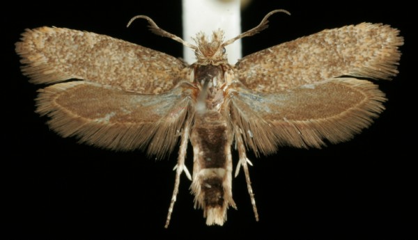 Ochsenheimeria taurella Ochsenheimeria taurella