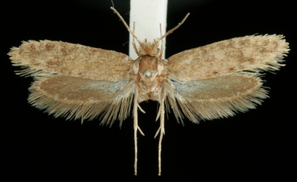 Ochsenheimeria urella Ochsenheimeria urella