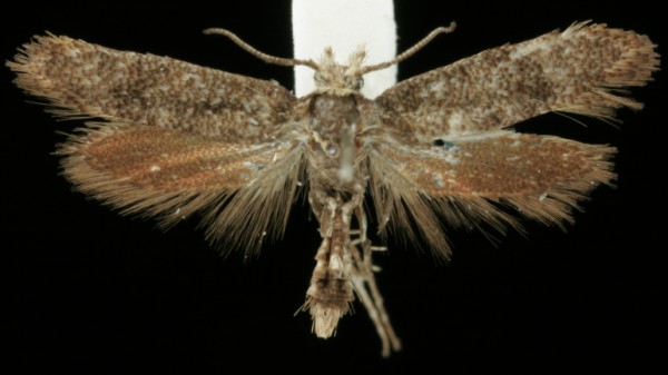 Ochsenheimeria urella