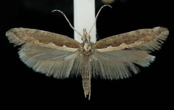 Plutella xylostella Plutella xylostella