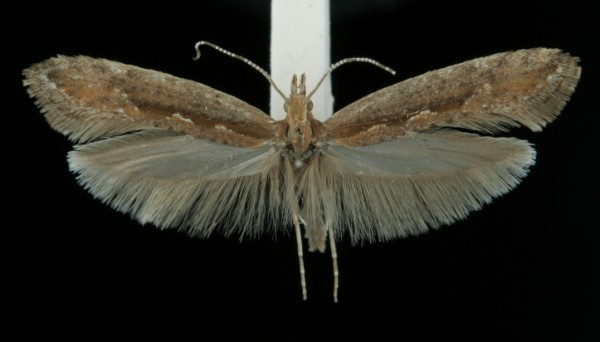 Plutella xylostella Plutella xylostella