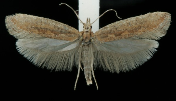 Plutella xylostella Plutella xylostella