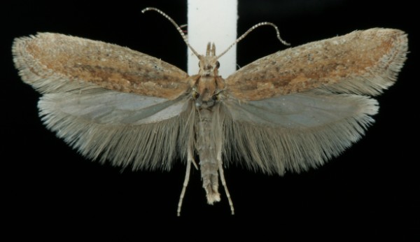 Plutella xylostella