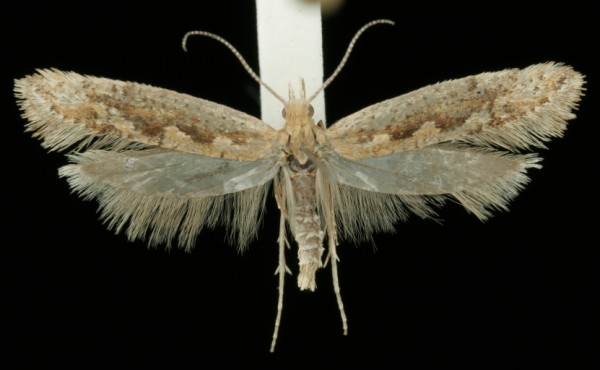 Plutella xylostella Plutella xylostella