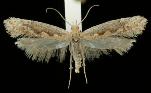 Plutella xylostella