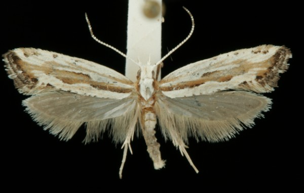 Plutella porrectella Plutella porrectella