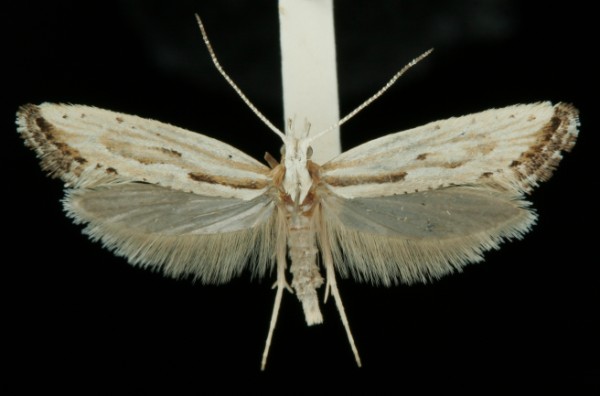 Plutella porrectella Plutella porrectella