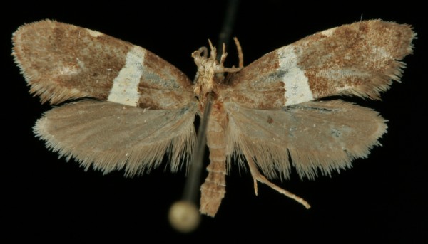 Eidophasia messingiella Eidophasia messingiella