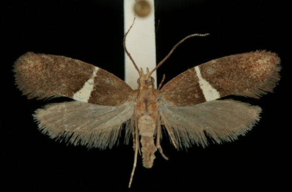 Eidophasia messingiella Eidophasia messingiella