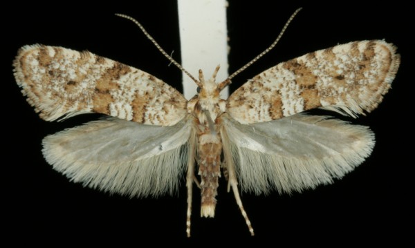 Digitivalva arnicella Digitivalva arnicella