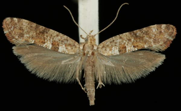 Digitivalva pulicariae Digitivalva pulicariae