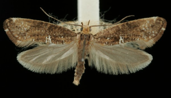 Acrolepiopsis assectella Acrolepiopsis assectella