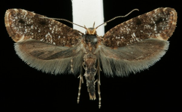 Acrolepia autumnitella Acrolepia autumnitella
