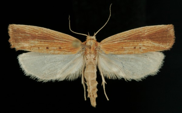 Orthotelia sparganella Orthotelia sparganella