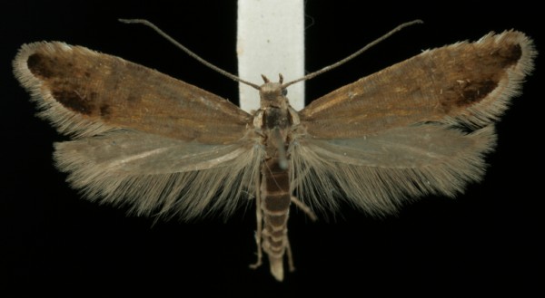 Glyphipterix thrasonella Glyphipterix thrasonella