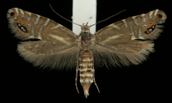 Glyphipterix thrasonella Glyphipterix thrasonella