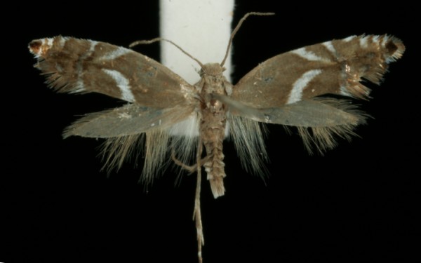 Glyphipterix equitella Glyphipterix equitella