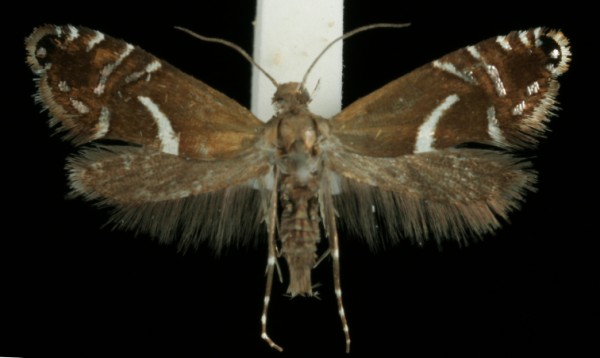 Glyphipterix forsterella Glyphipterix forsterella