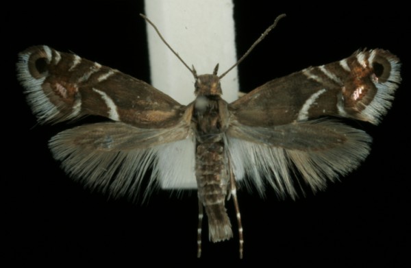 Glyphipterix schoenicolella