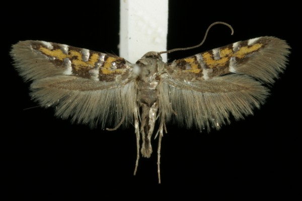 Heliodines roesella Heliodines roesella
