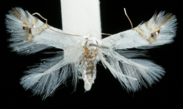 Leucoptera sinuella Leucoptera sinuella
