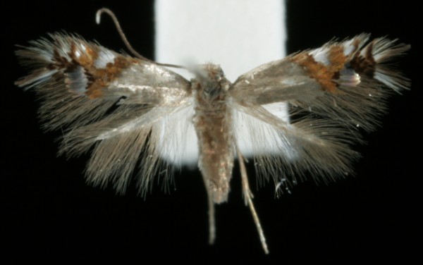 Leucoptera lotella