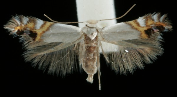 Leucoptera malifoliella Leucoptera malifoliella