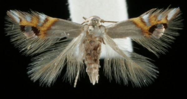 Leucoptera lustratella