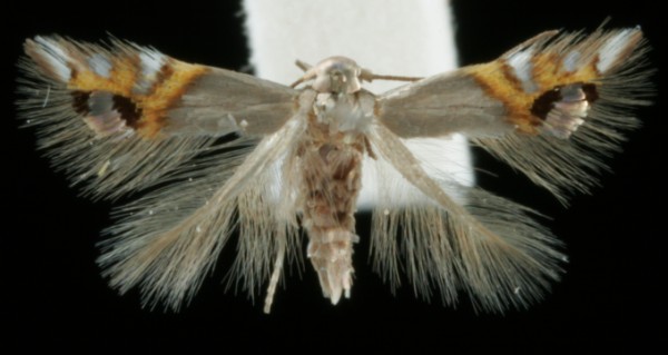 Leucoptera lustratella Leucoptera lustratella