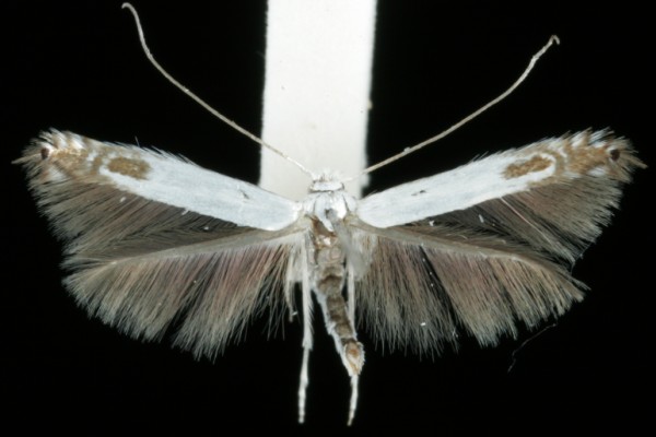 Lyonetia clerkella Lyonetia clerkella