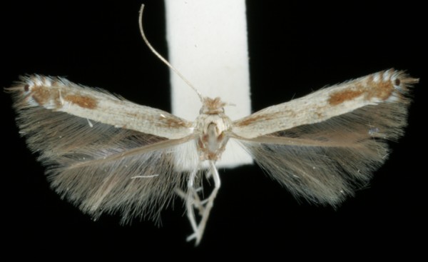 Lyonetia clerkella Lyonetia clerkella