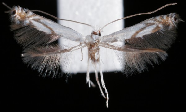 Lyonetia prunifoliella Lyonetia prunifoliella