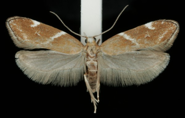 Orophia sordidella
