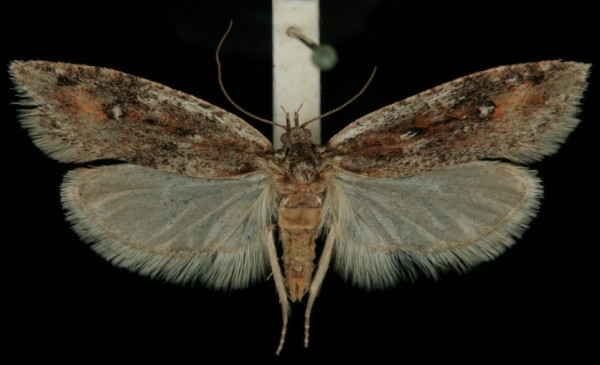 Semioscopis oculella Semioscopis oculella