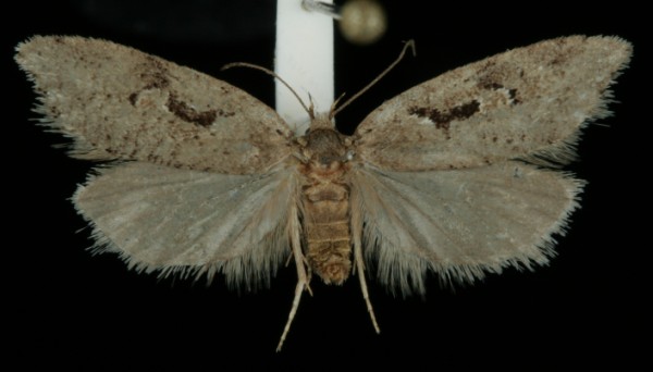 Semioscopis steinkellneriana Semioscopis steinkellneriana