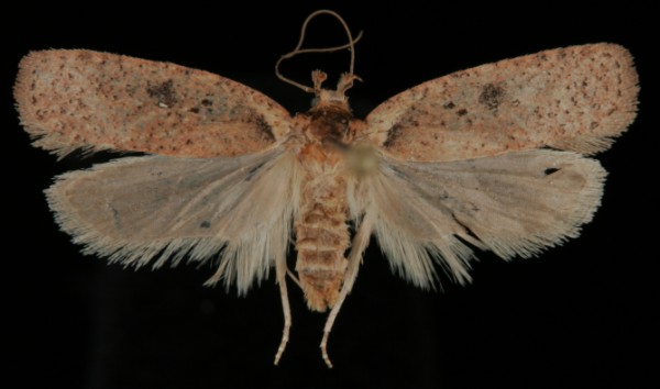 Agonopterix heracliana Agonopterix heracliana