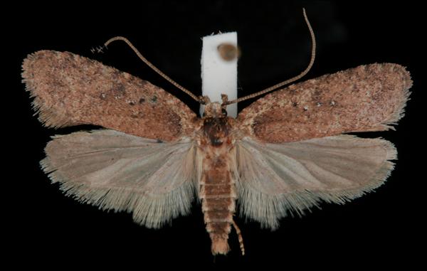 Agonopterix ciliella Agonopterix ciliella