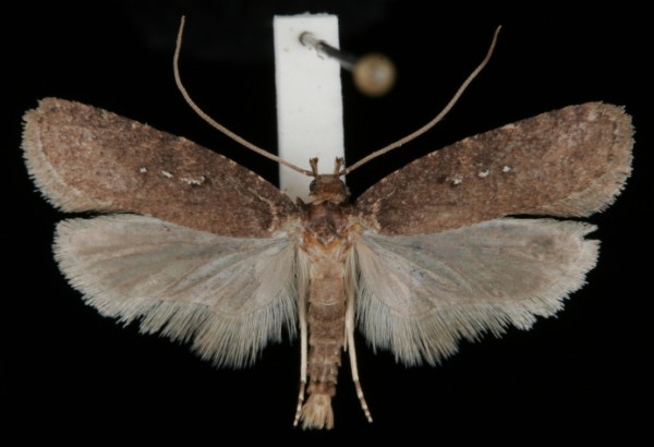 Agonopterix heracliana Agonopterix heracliana