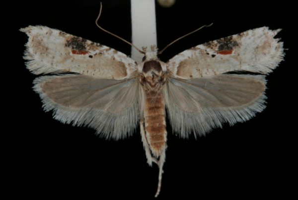 Agonopterix alstromeriana Agonopterix alstromeriana