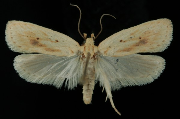 Agonopterix kaekeritziana Agonopterix kaekeritziana